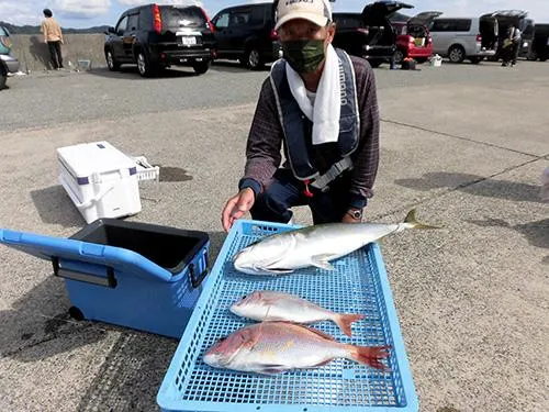 マダイ、ハナダイ、ワラサ