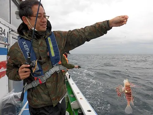 ミノカサゴは棘に毒があるが美味しい