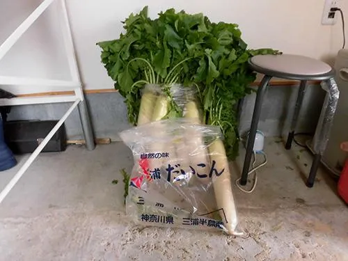お土産に大根をいただいた