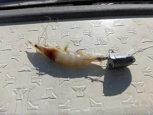 テンヤにエビもOK