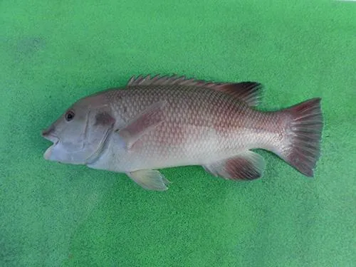 まずゲストのカンダイが釣れた