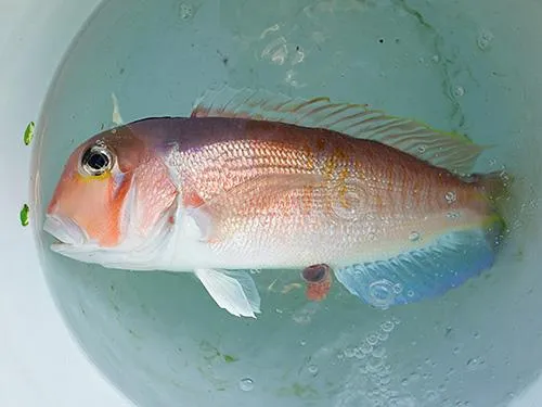 美味しそうなアマダイだ