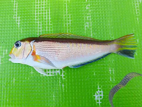 キアマダイも多く上がった、顔の周りの模様（傷の様な物）と色で判別できる