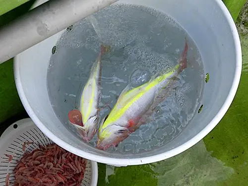 イトヨリも今期は多く釣れる