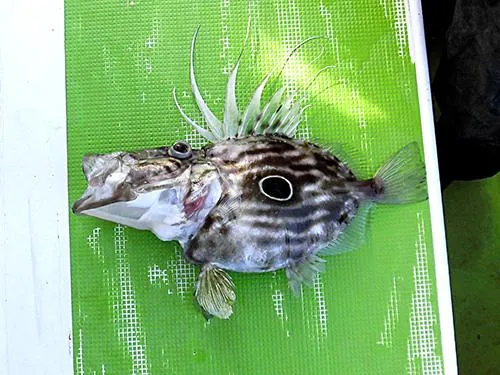 ビッグファイトとなったマトウダイ