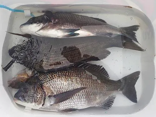 この日の釣果