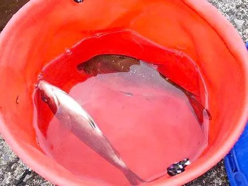 「ウミタナゴは掛かりますよ」