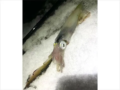 エギは2.5号　夜光を使用