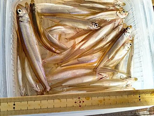 好釣果連発