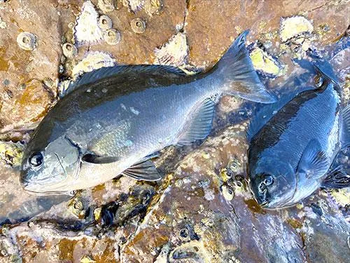 父とともにオナガグレとクチブトグレのダブルヒット