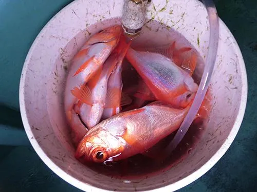 釣れたらバケツに溜めておく
