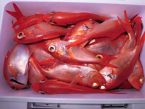 色鮮やかな新春に相応しい釣果！