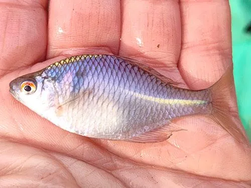 美しい魚体のオカメ