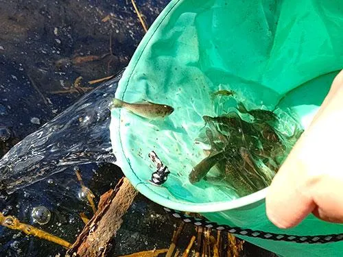 釣ったタナゴはリリース