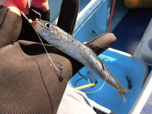 餌付け8割、詳しくは船長に教わろう