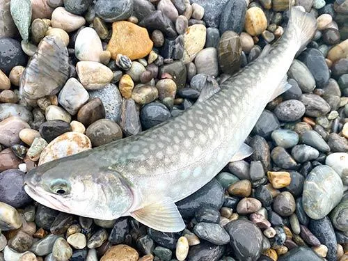 白い斑点が綺麗なアメマス(34cm)　