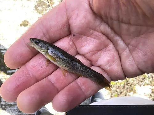 小ぶりのタカハヤ