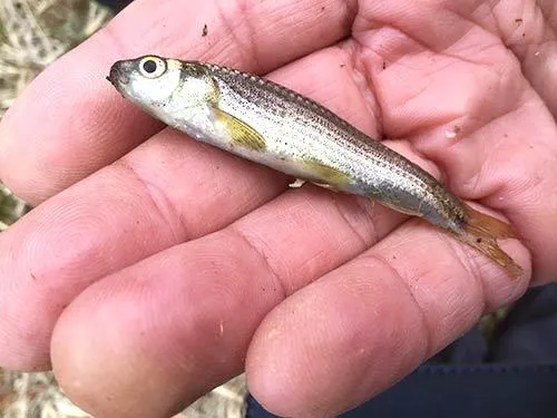 次回はタモロコを釣りたい