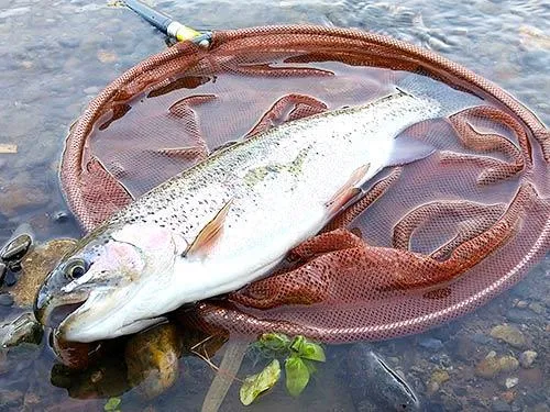 40cmのニジマスで幸先の良い滑り出し