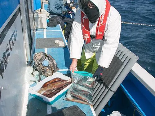 イカ釣り初挑戦でもご覧の釣果。羨ましい