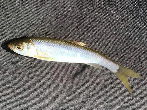 ようやく釣れた綺麗な魚体のハエ（オイカワ）