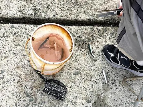 回遊のイワシは夕飯の天ぷらにするらしい