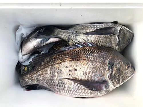 この日の釣果。満足いくものになった