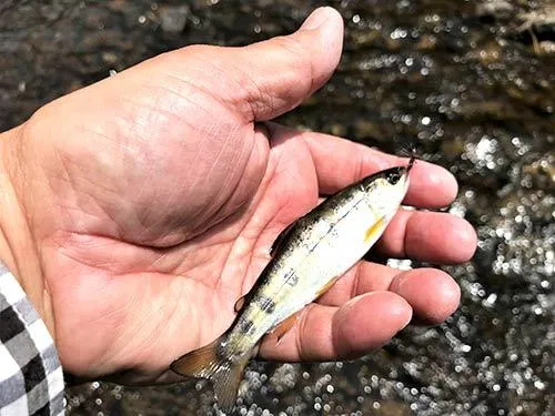 2年魚のヤマメ。こちらも天然
