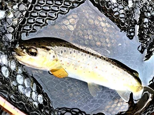 シニアデー最初の1匹は養沢生まれのブラウントラウト