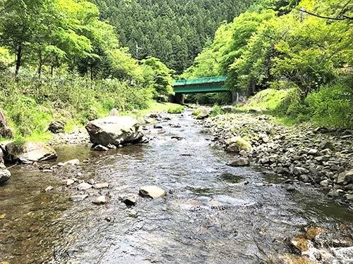 流れは長閑。ヤマメは足元に