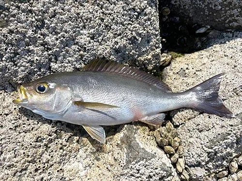 サイズは小さいがイサキも数匹釣れた