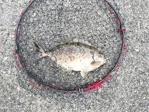 嫌われ者だが扱いに注意すれば最高の魚アイゴ 