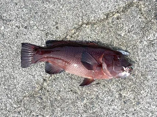 2kgを超えるコブダイ