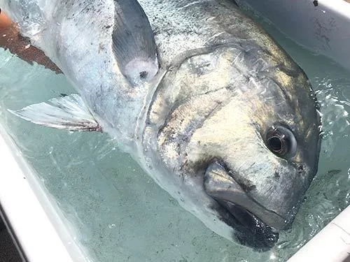 「GT」全長180cm、最大80kgに達する巨大魚