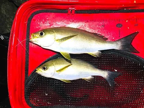 イサキのダブル達成‼︎ 上バリのイサキの方が大きいことが分かる