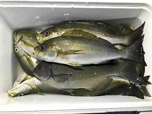 この日の私の釣果。念願のジャンボイサキは釣れず残念