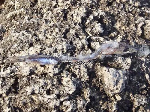 餌とりの活性が高く、キビナゴが骨だけにされて戻って来た