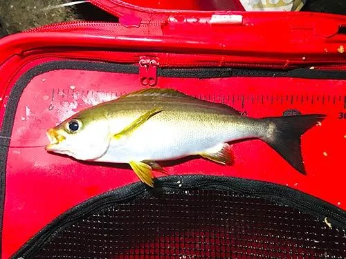 最初の1匹はまだ“ウリ坊柄”が残る28cmの黄金イサキ