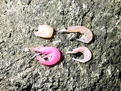 付け餌は左上から時計回りに、ムキエビ、加工オキアミ、生オキアミ、丸エビ。“当たり餌”を見つけるのも楽しみの一つ