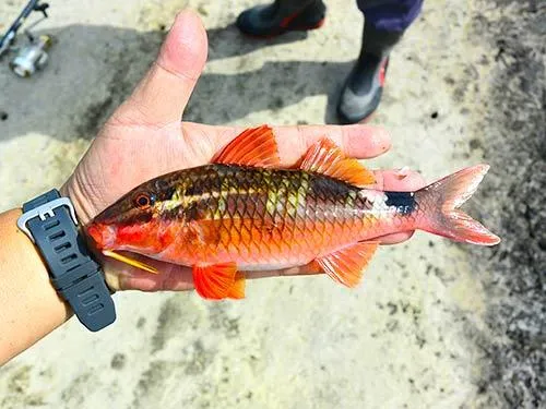 ウミヒゴイ？