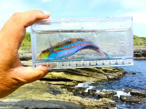 ニシキベラ