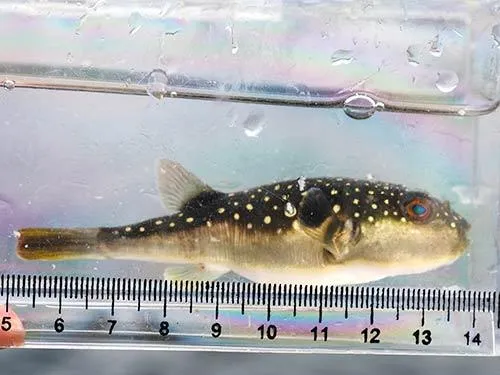 クサフグ。この日は合計14種類の魚に出会えた。