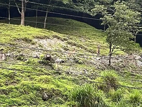 鹿に見送られ帰路へ～