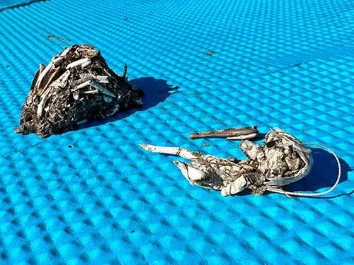 釣れた場所の近くにあった、おそらくアオサギのペリット。ペリットとは鳥が口から吐き出した未消化物の塊のこと。よく見るとザリガニを喰っていたことがわかる