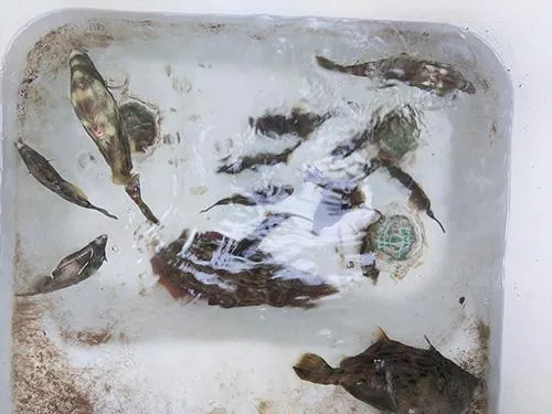 プレジャーボートには生簀もあり、よい状態で魚を持って帰れる