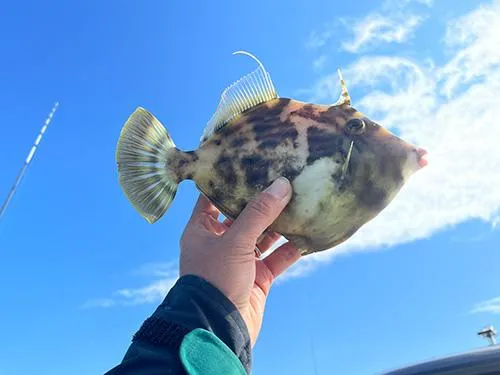 青空に“肝パン”カワハギ！のんびり仲間とのサイコーな釣り時間
