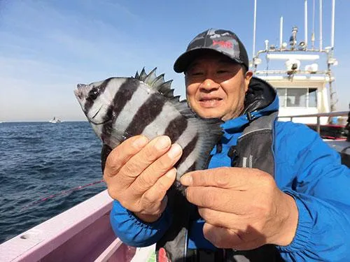 高級魚のシマダイ（イシダイの若魚）！