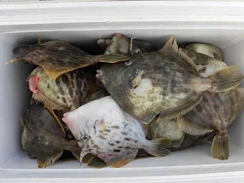ほとんどの釣り人が“ツ抜け”した