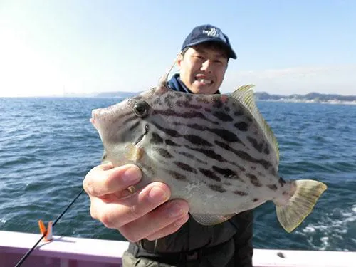 またまた左舷、胴の間で良型が釣れた！