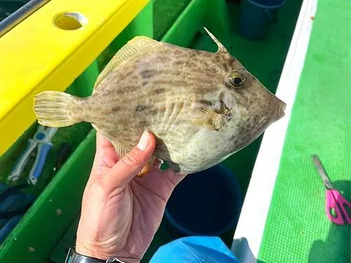 私にも“肝パン”来たー